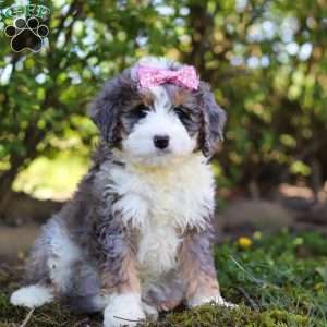 Charlotte, Mini Bernedoodle Puppy